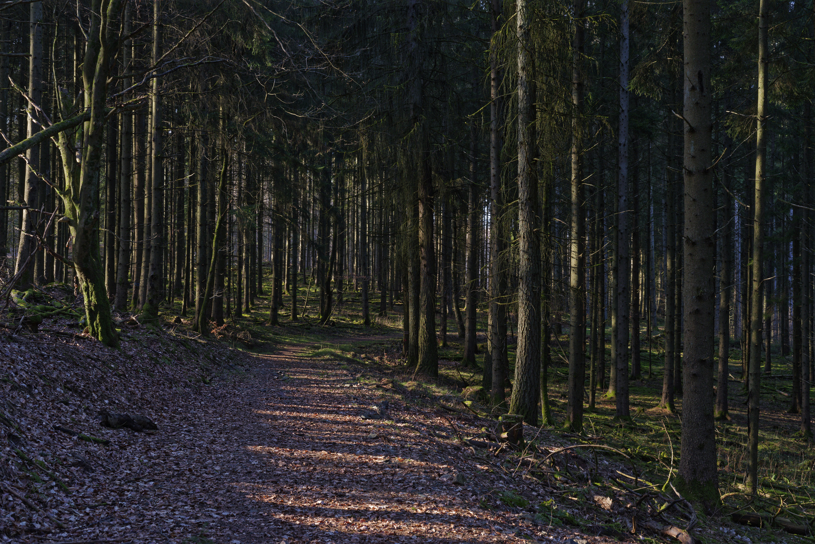 Waldmotive, hier: unterwegs im Fichtenwald