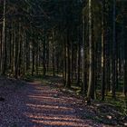 Waldmotive, hier: unterwegs im Fichtenwald