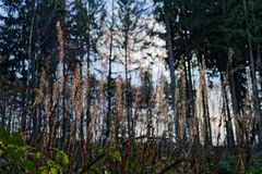 Waldmotive, hier: verdorrte Samenstände im Winterlicht