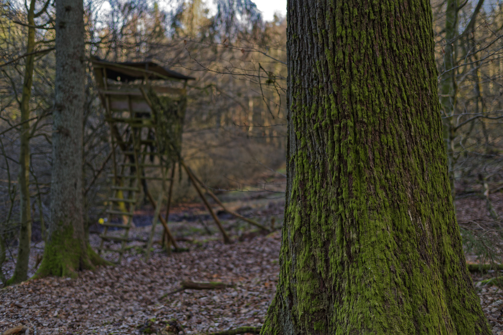 Waldmotive, hier: vergessener Jagdansitz