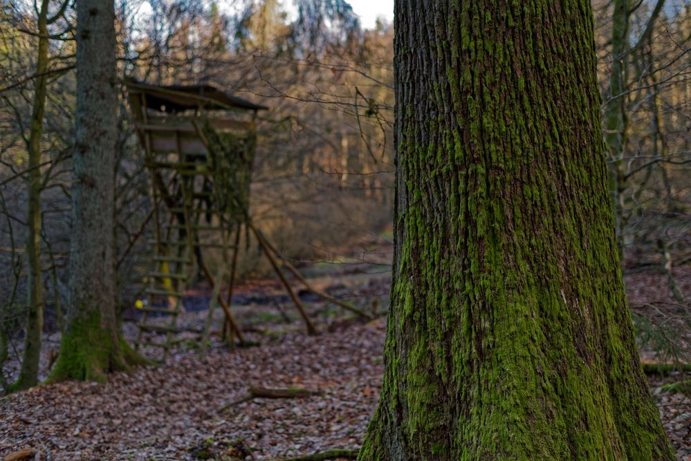 Waldmotive, hier: vergessener Jagdansitz