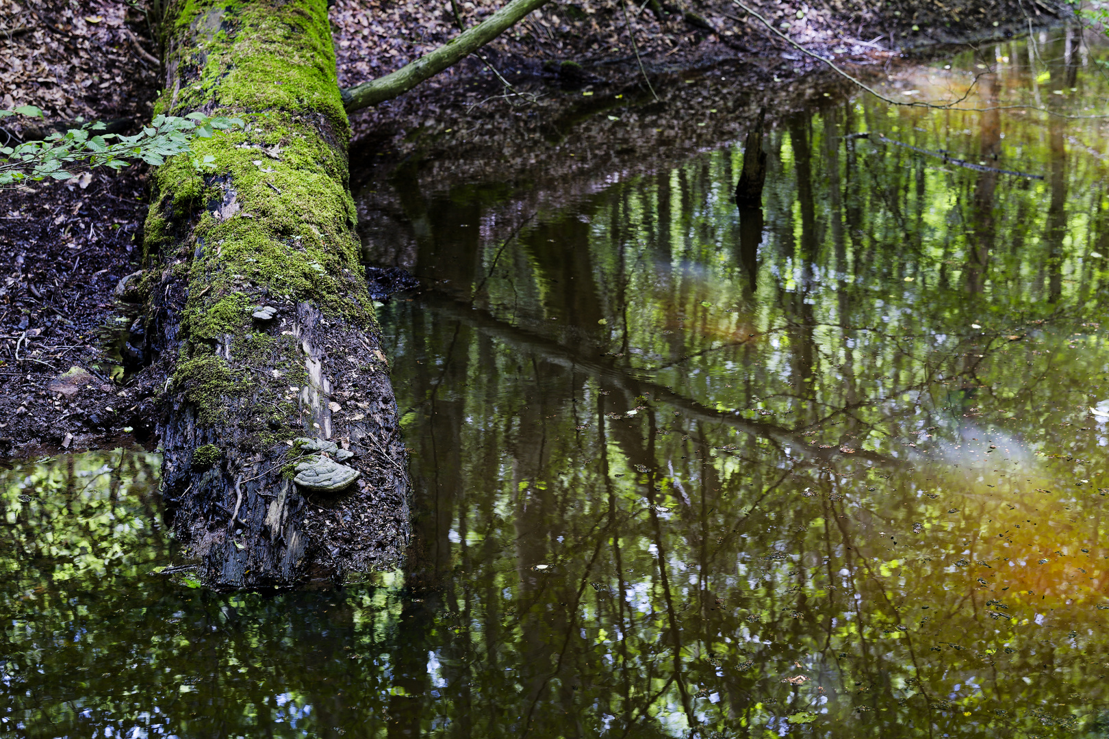 Waldmotive, hier: verwirrende Lichtspiele  (2)