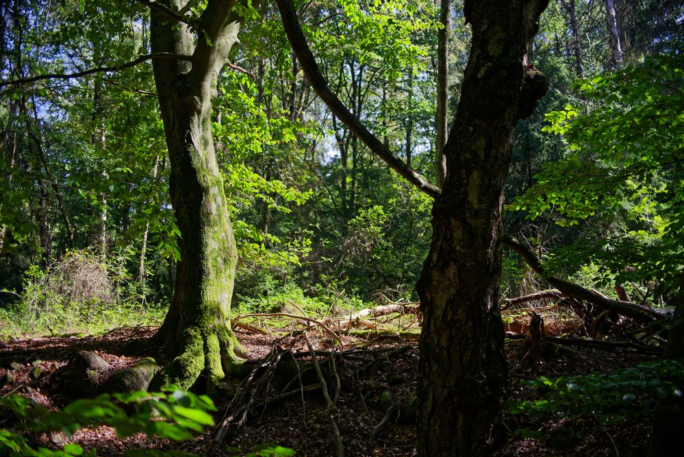 Waldmotive, hier: vom Schatten ins Licht