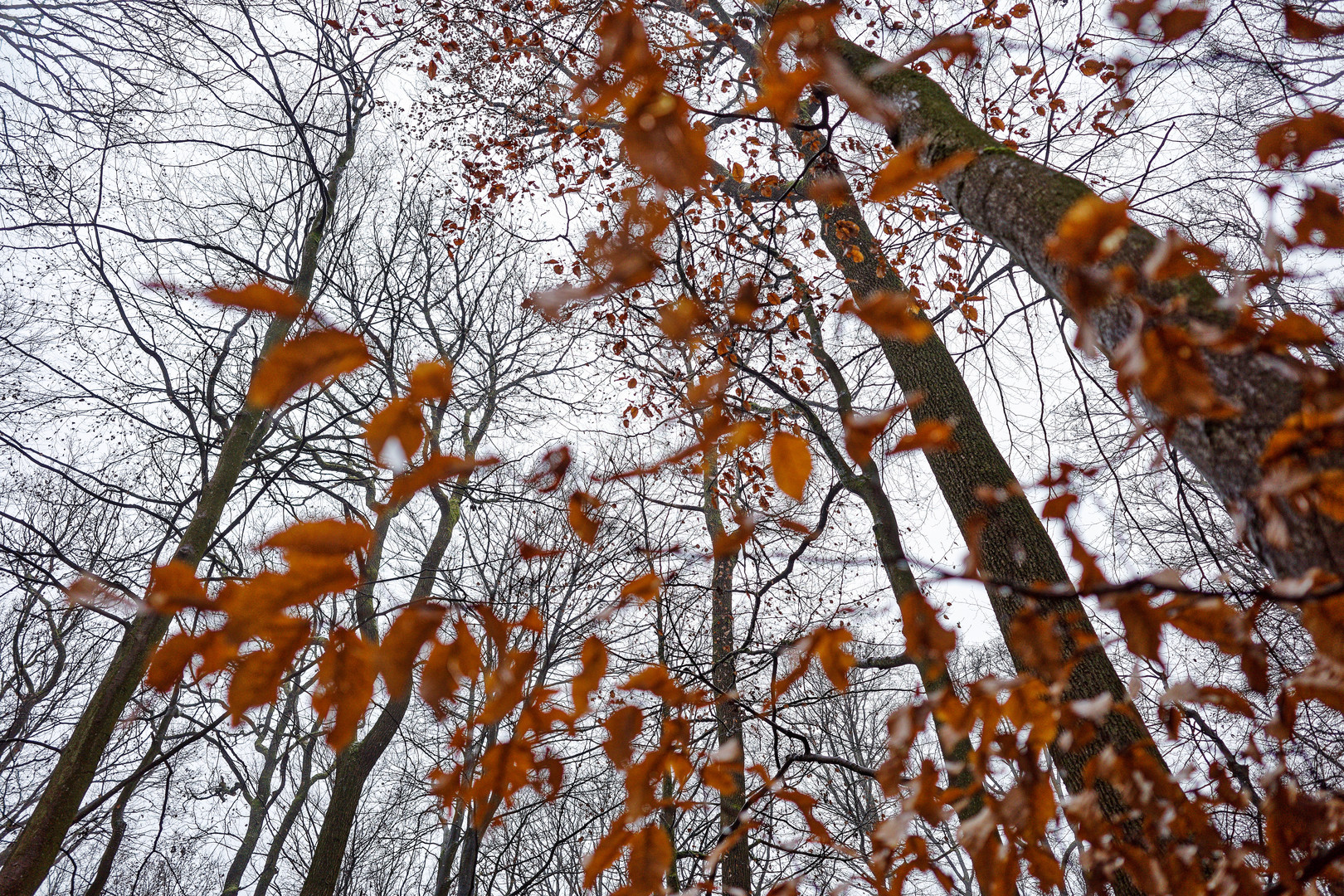 Waldmotive, hier: Vorhang mit großen Löchern