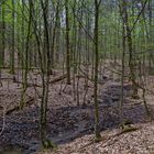 Waldmotive, hier: Waldbachlauf (3)