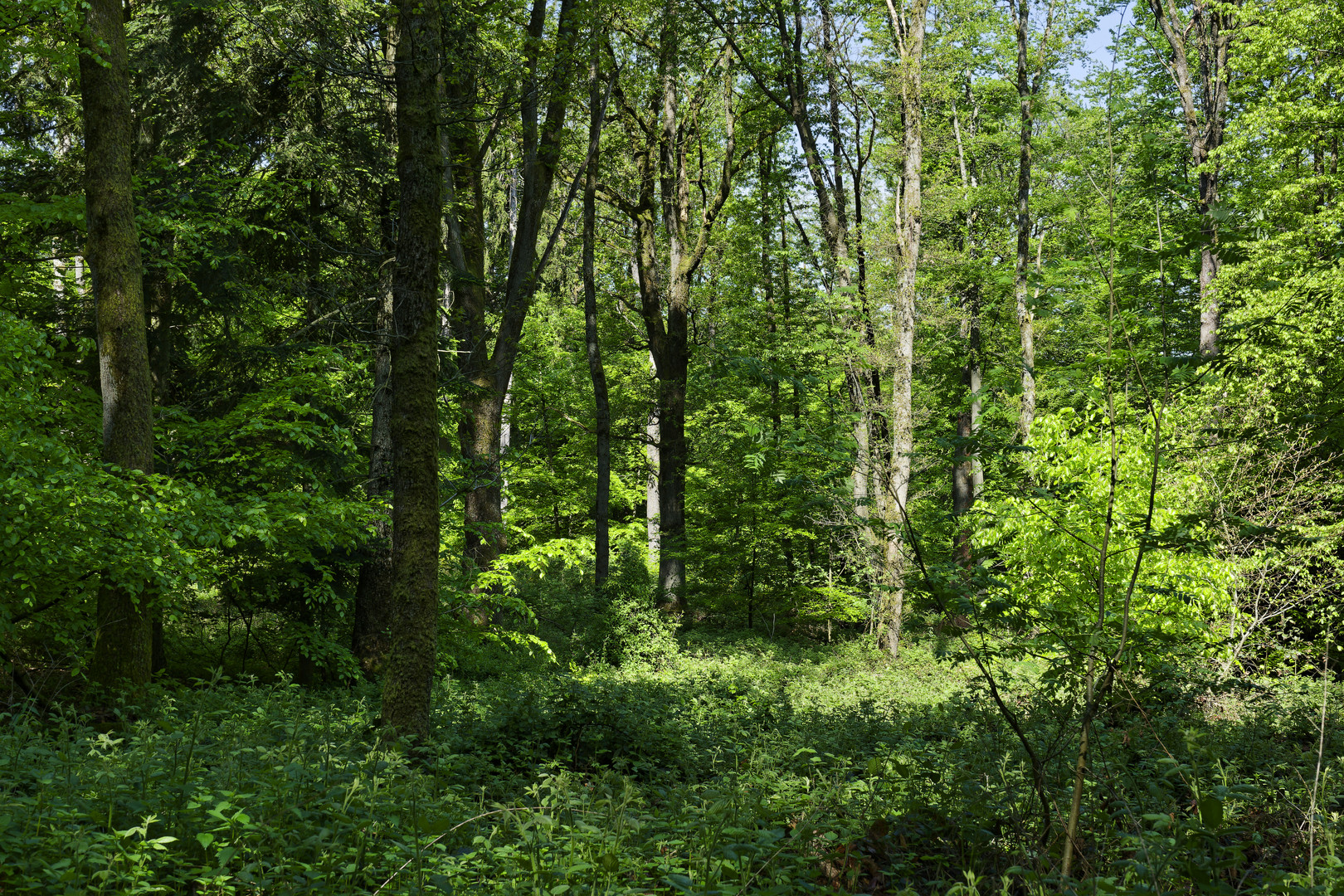 Waldmotive, hier: Waldlichtung im Frühlingslicht