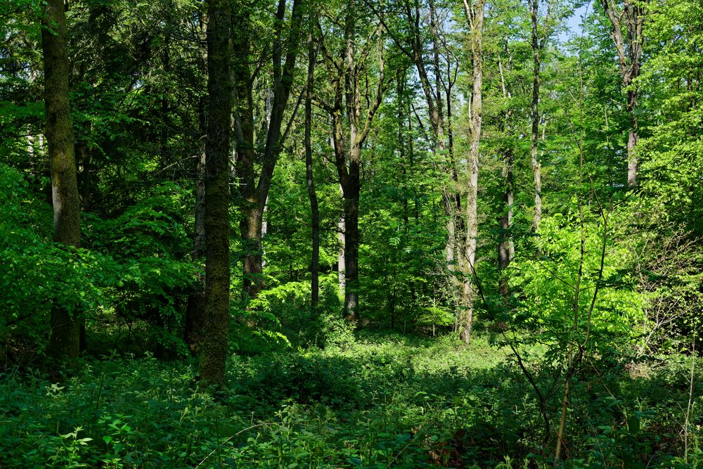 Waldmotive, hier: Waldlichtung im Frühlingslicht