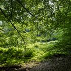 Waldmotive, hier: Waldlichtung im Licht