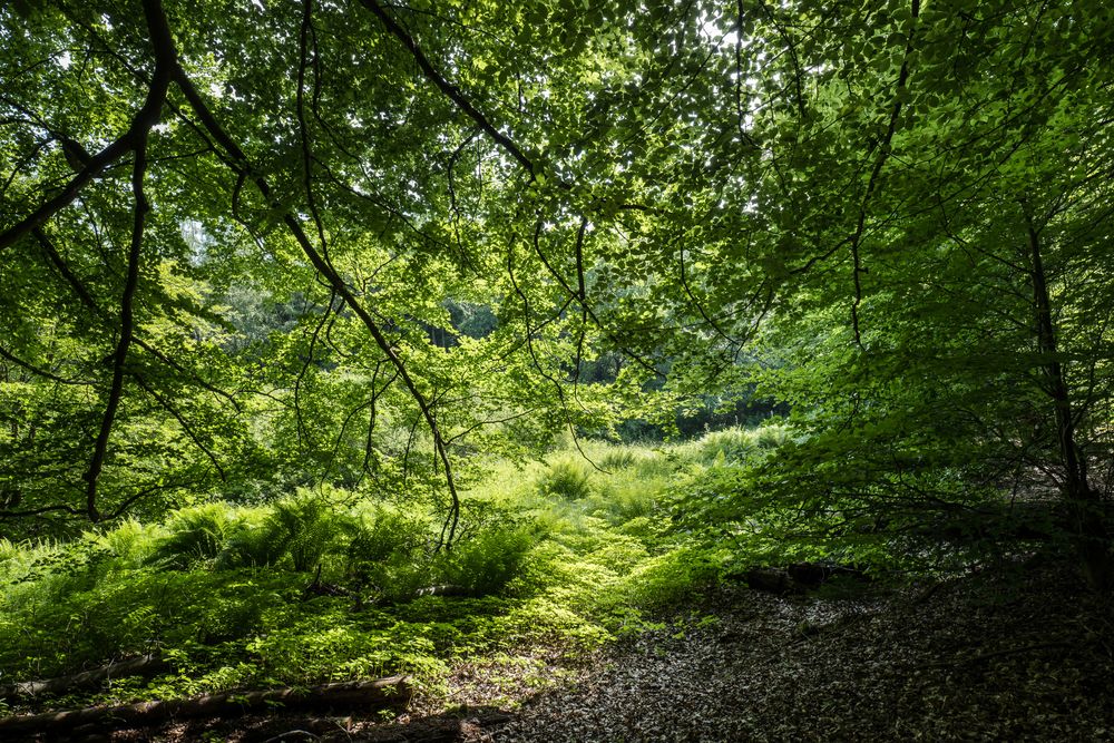 Waldmotive, hier: Waldlichtung im Licht