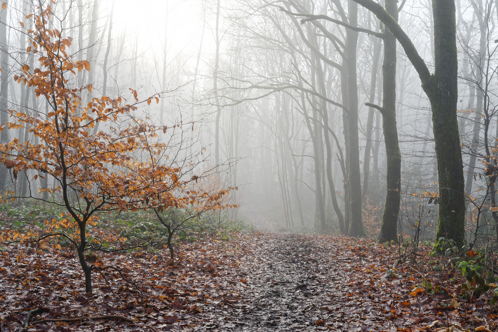 Waldmotive, hier: Waldpfad im Nebel