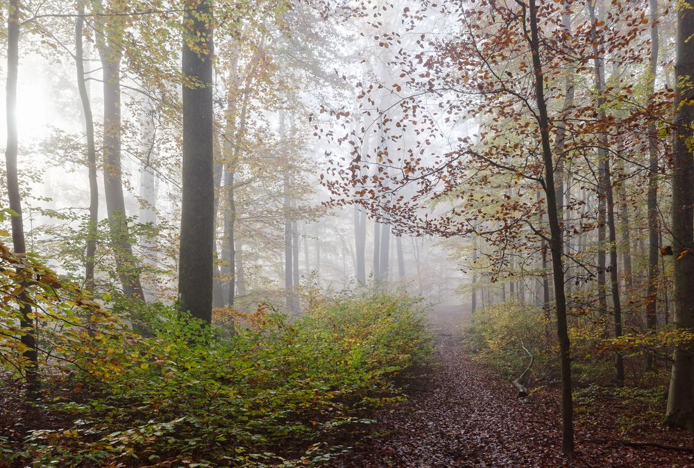 Waldmotive, hier: Waldpfad im Nebel 