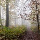 Waldmotive, hier: Waldpfad im Nebel 