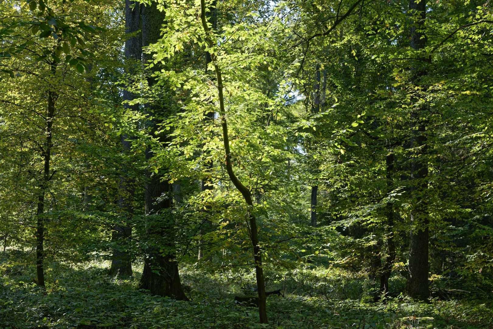 Waldmotive, hier: Waldstimmungen (4)