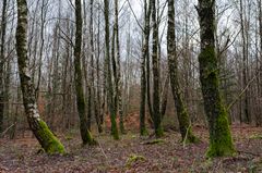 Waldmotive, hier: Winter im Birkenwald