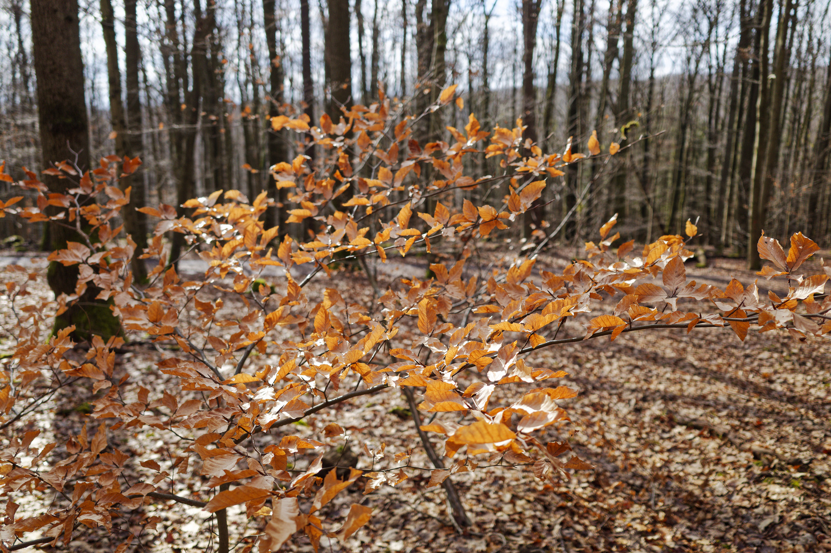 Waldmotive, hier: Winterblätter im Licht