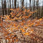 Waldmotive, hier: Winterblätter im Licht