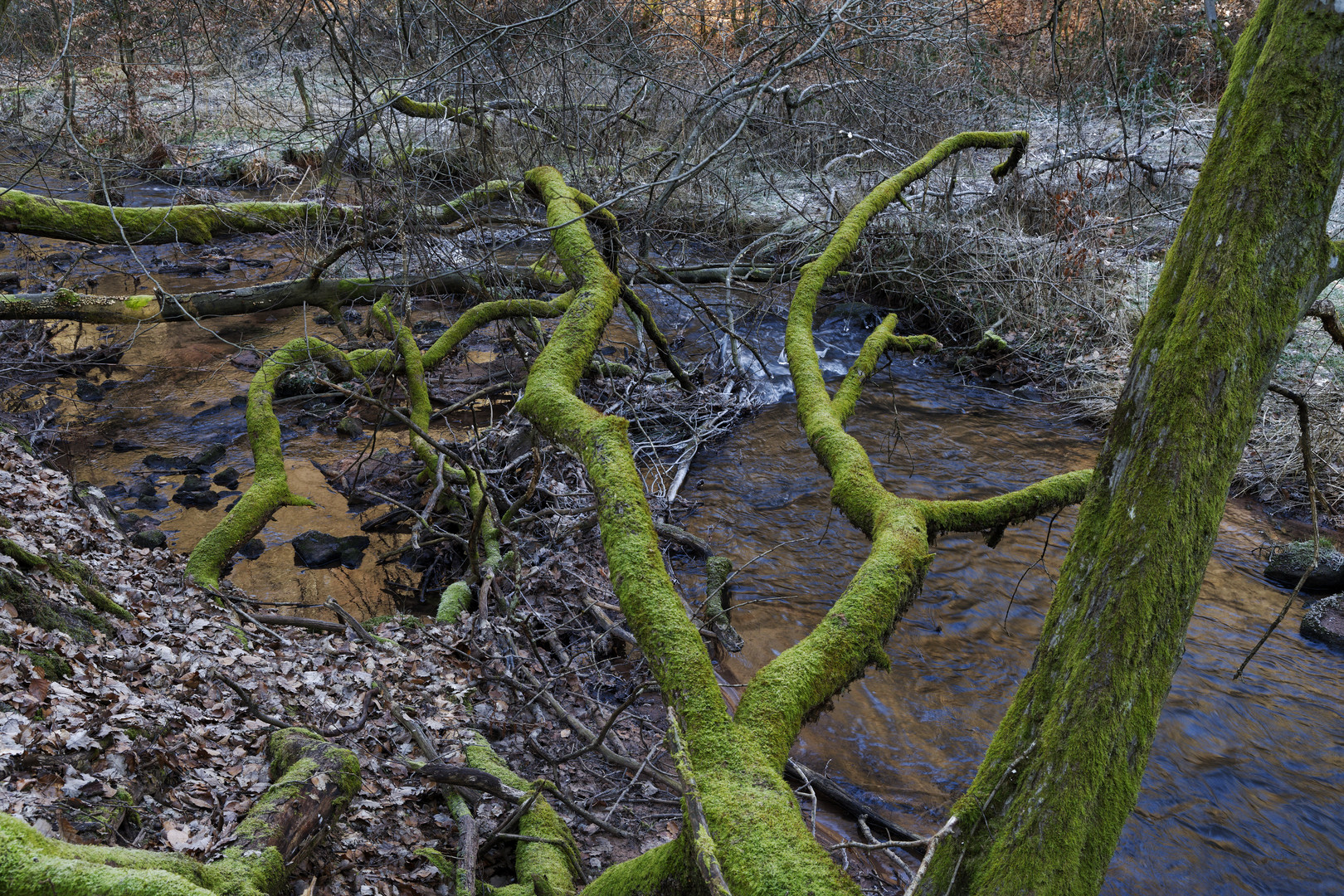 Waldmotive, hier: Winterimpressionen am Lautenbach (11)