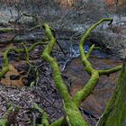 Waldmotive, hier: Winterimpressionen am Lautenbach (11)