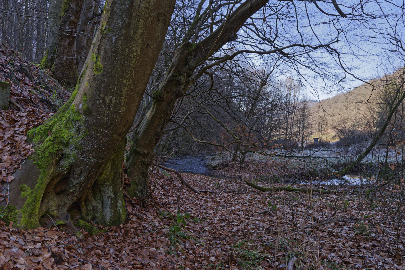 Waldmotive, hier: Winterimpressionen am Lautenbach (14) 