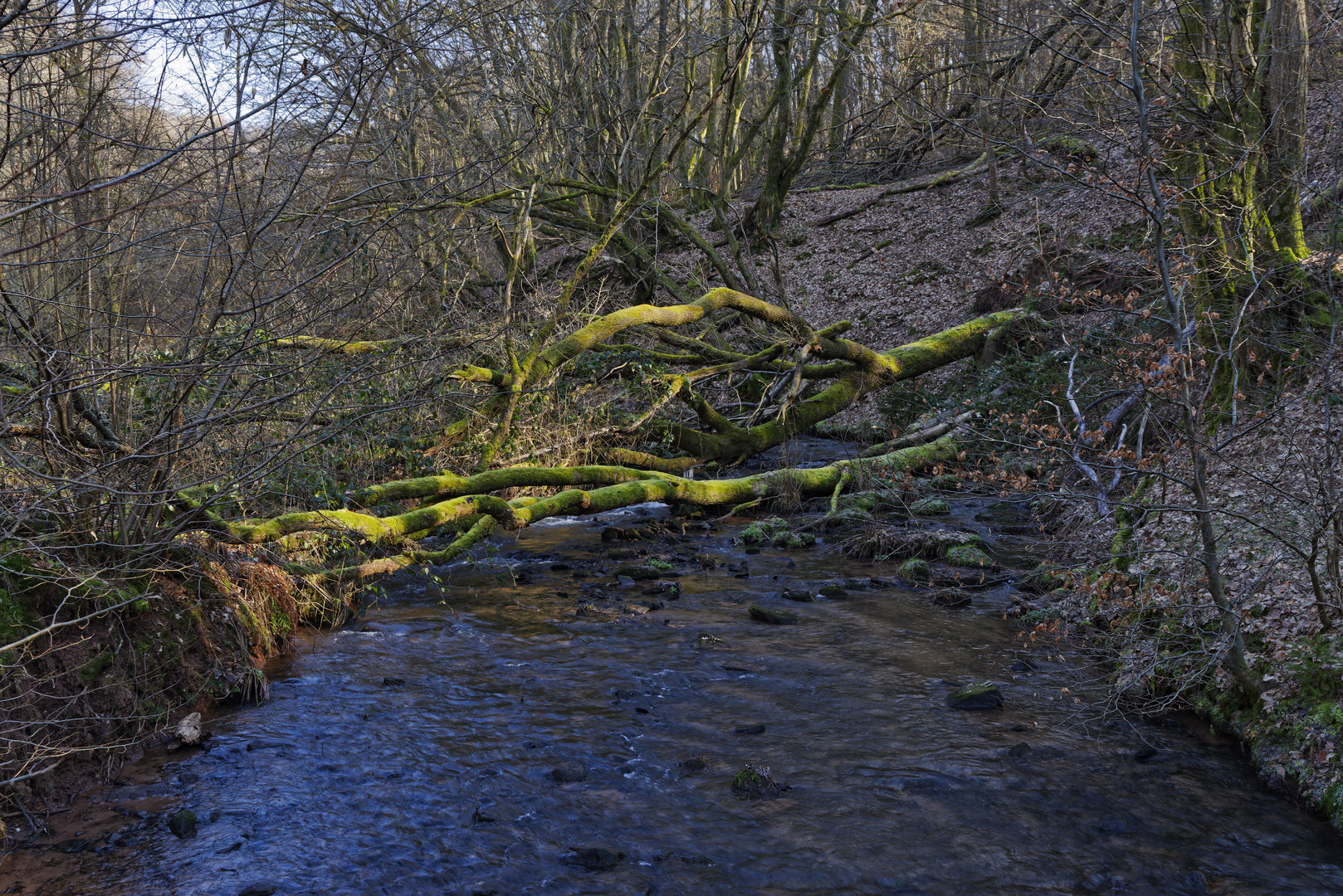 Waldmotive, hier: Winterimpressionen am Lautenbach (17)