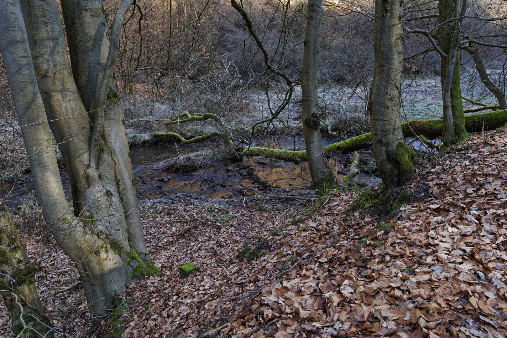 Waldmotive, hier: Winterimpressionen am Lautenbach (18)