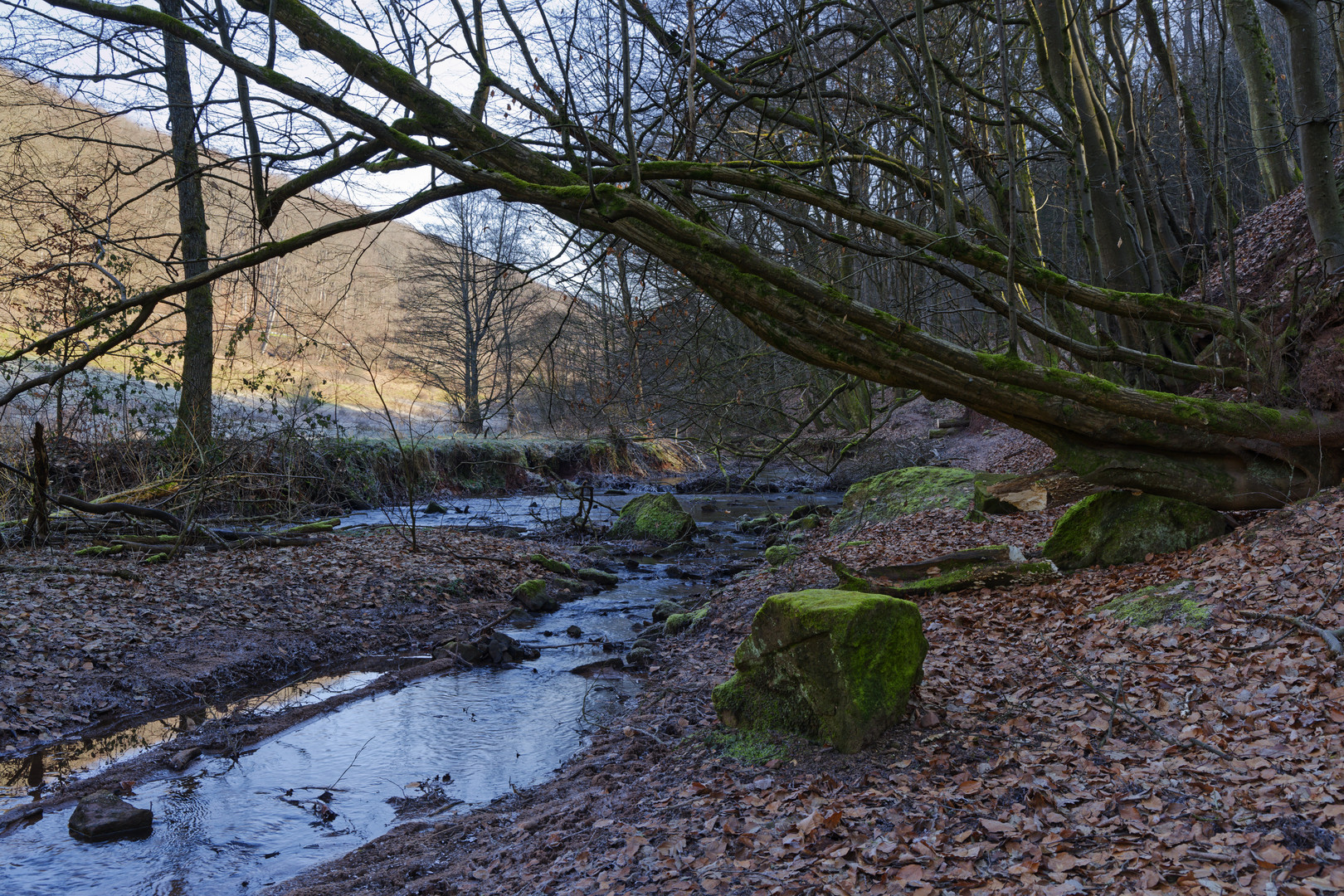 Waldmotive, hier: Winterimpressionen am Lautenbach (19)