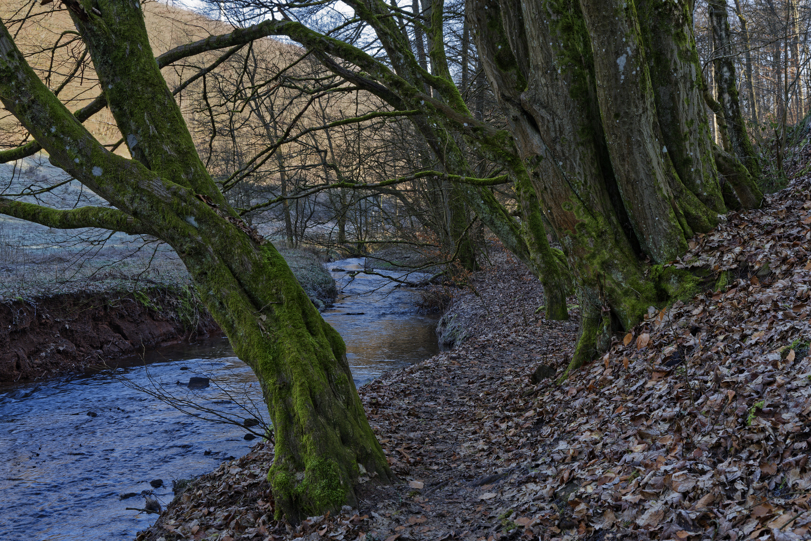 Waldmotive, hier: Winterimpressionen am Lautenbach (2)