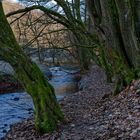 Waldmotive, hier: Winterimpressionen am Lautenbach (2)