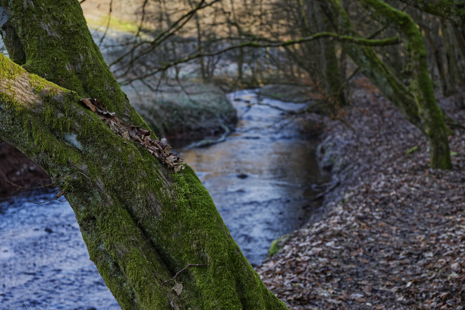 Waldmotive, hier: Winterimpressionen am Lautenbach (3)