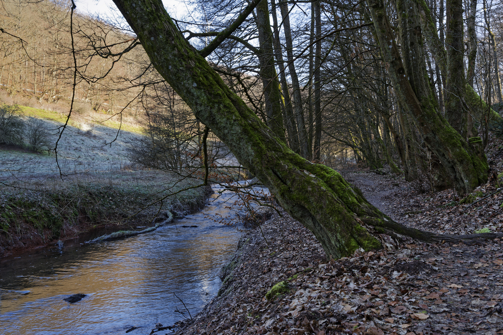 Waldmotive, hier: Winterimpressionen am Lautenbach (4)