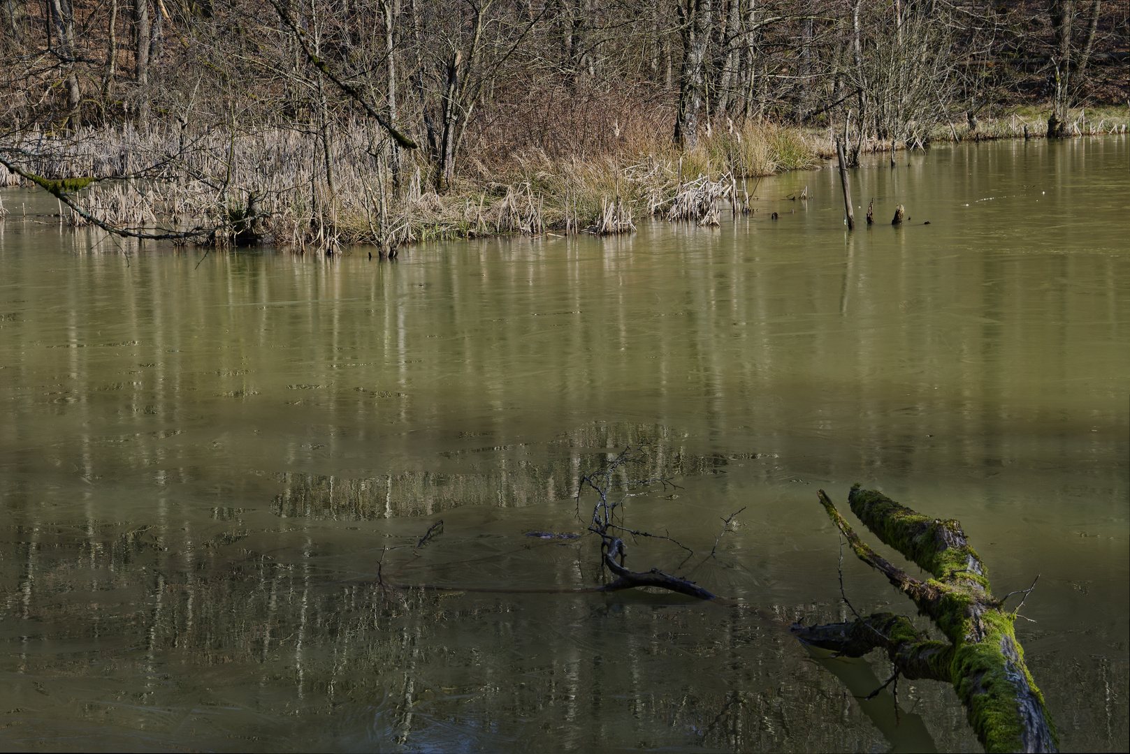 Waldmotive, hier: Winterimpressionen am Netzbachweiher (5)