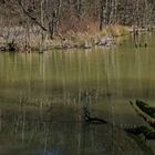 Waldmotive, hier: Winterimpressionen am Netzbachweiher (5)