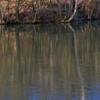 Waldmotive, hier: Winterimpressionen am Netzbachweiher (6)