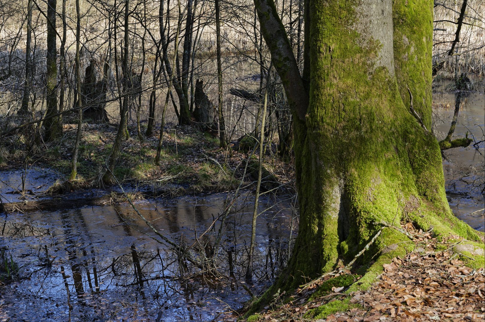 Waldmotive, hier: Winterimpressionen am Rand des Netzbachweiher