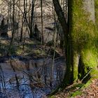 Waldmotive, hier: Winterimpressionen am Rand des Netzbachweiher