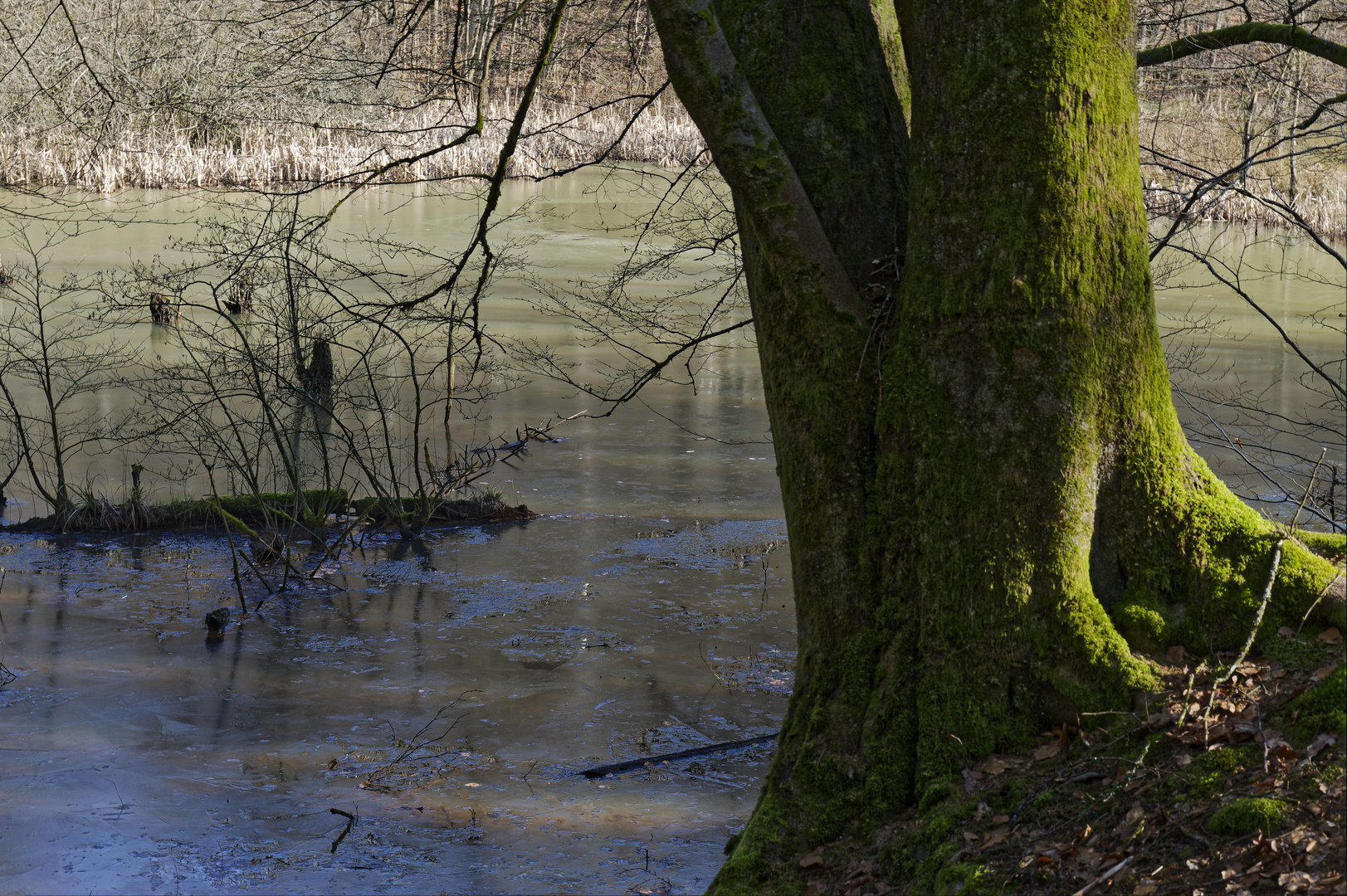 Waldmotive, hier: Winterimpressionen am Rand des Netzbachweiher