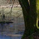 Waldmotive, hier: Winterimpressionen am Rand des Netzbachweiher