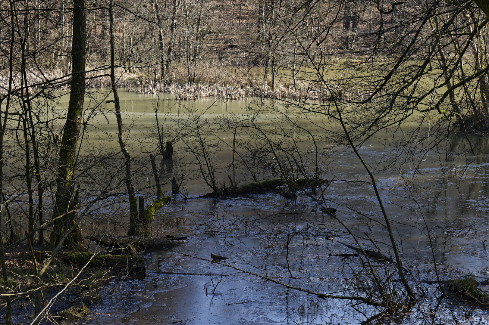 Waldmotive, hier: Winterimpressionen am Rand des Netzbachweiher