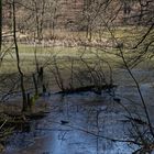 Waldmotive, hier: Winterimpressionen am Rand des Netzbachweiher