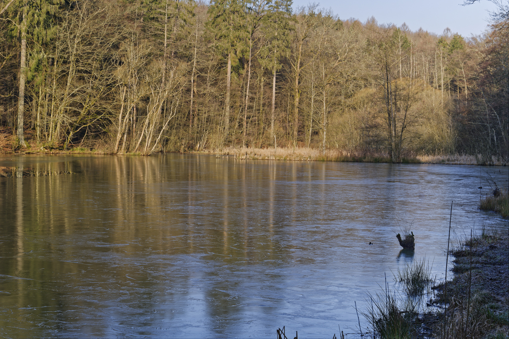 Waldmotive, hier: Winterimpressionen am Rosenweiher (4)