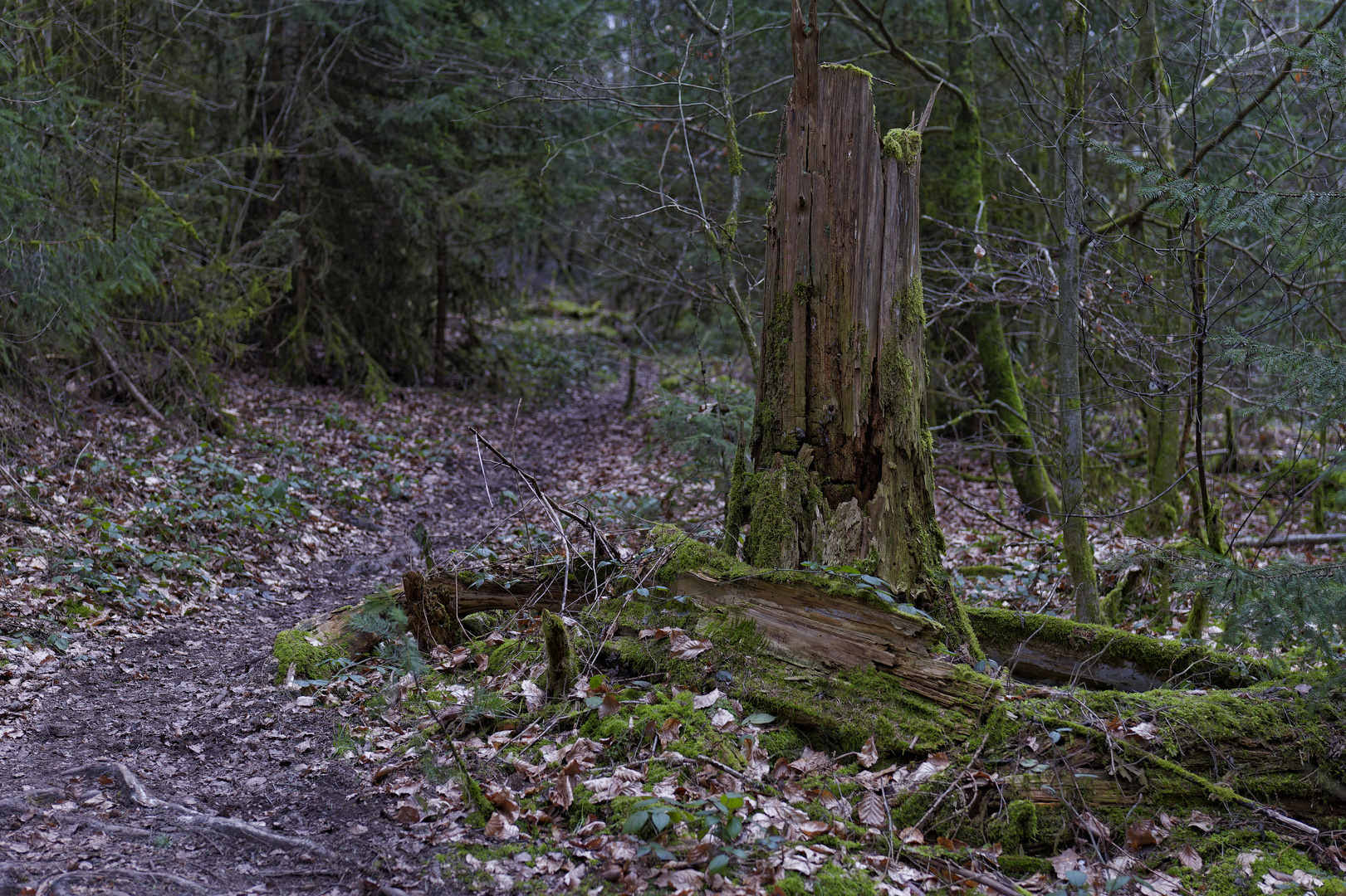 Waldmotive, hier: Winterimpressionen auf einem Waldpfad