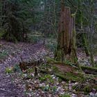 Waldmotive, hier: Winterimpressionen auf einem Waldpfad