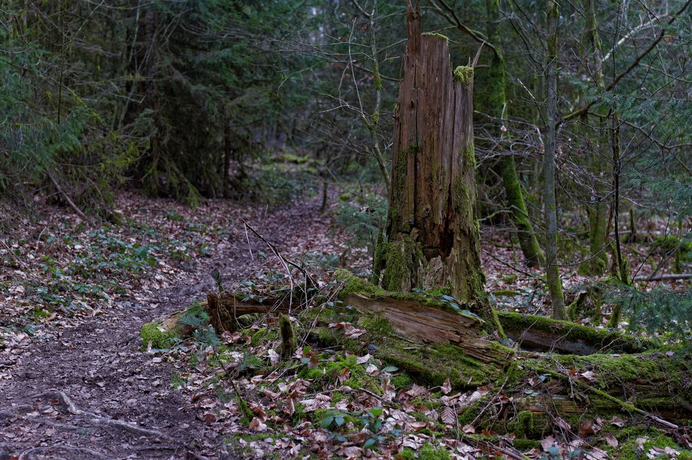 Waldmotive, hier: Winterimpressionen auf einem Waldpfad