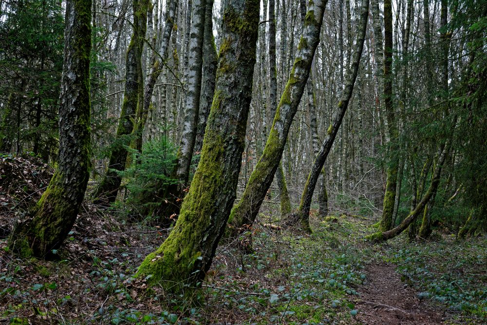 Waldmotive, hier: Winterimpressionen im Birkenwald