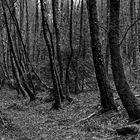 Waldmotive, hier: Winterimpressionen im Birkenwald