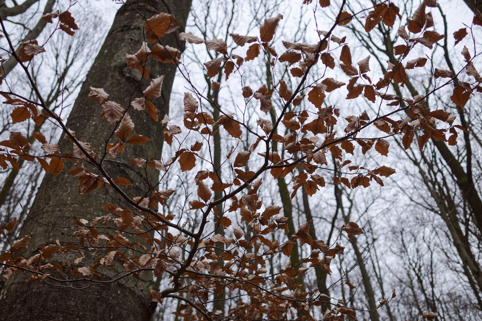Waldmotive, hier: Winterimpressionen im Laubwald (10)