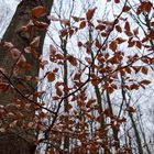 Waldmotive, hier: Winterimpressionen im Laubwald (10)