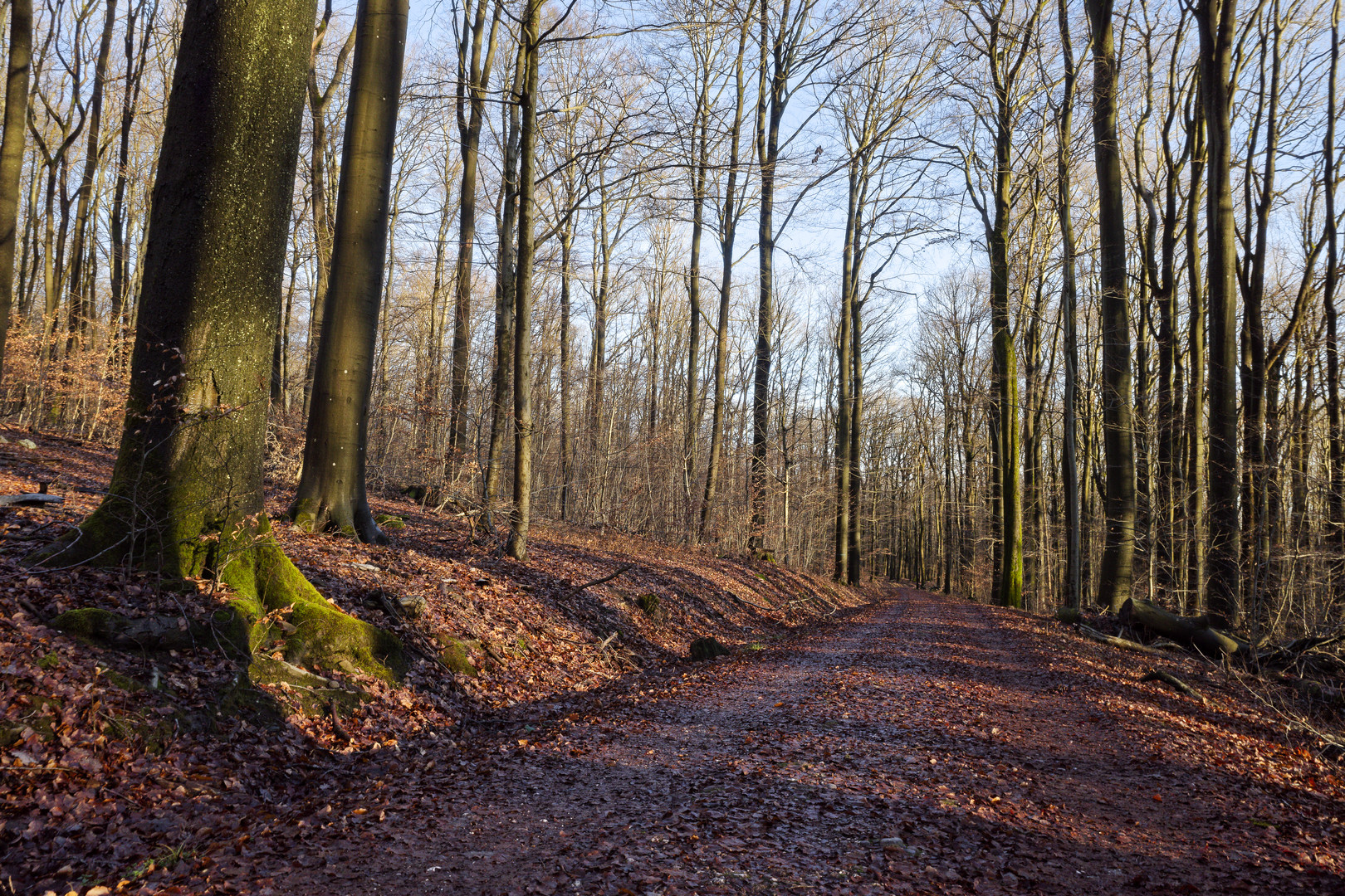 Waldmotive, hier: Winterimpressionen im Laubwald (11)