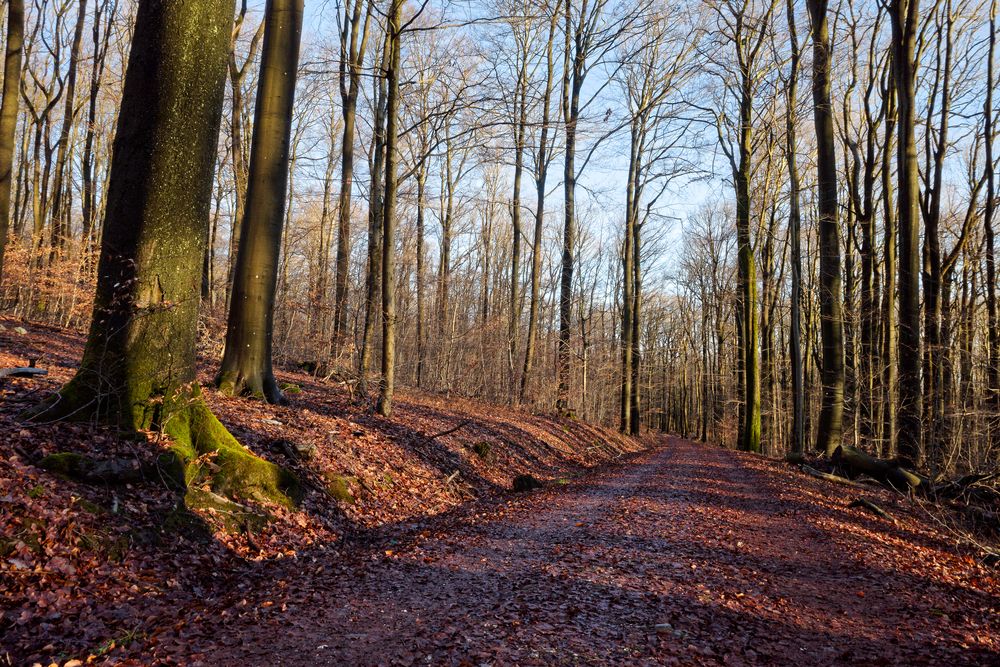 Waldmotive, hier: Winterimpressionen im Laubwald (11)