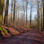 Waldmotive, hier: Winterimpressionen im Laubwald (11)